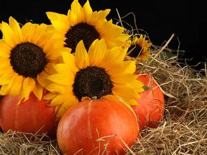 Nice sunflowers, pumpkin, Black, background, Hay, Flowers