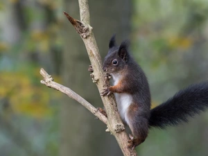 squirrel, tail, branch, Black
