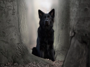 dog, trees, viewes, Black German Shepherd Dog