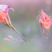 butterfly, Flowers, lilies, Black-veined White