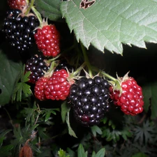 blackberries, appetizing, Black