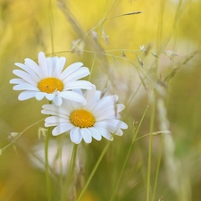 daisy, Flowers, blades, White