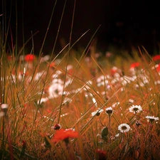 blades, grass, Flowers, daisies, Meadow