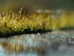 mosses, Bokeh, Close, blades
