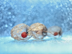 physalis bloated, Plants, Bokeh, dry