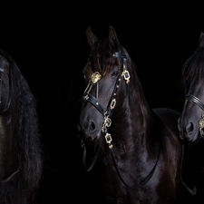 Three, bloodstock, black background, Kare