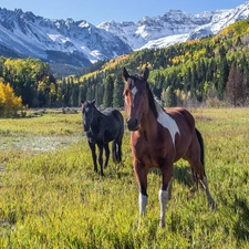 trees, autumn, Meadow, bloodstock, viewes, Mountains