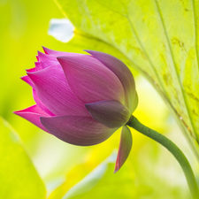 bud, lotus, Leaf, blooming