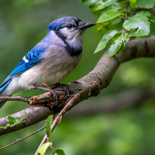 twig, Leaf, Bird, Blue jay, blue