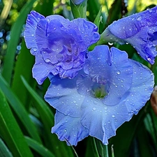 gladiolus, Colourfull Flowers, blue