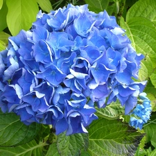 hydrangea, Colourfull Flowers, Blue