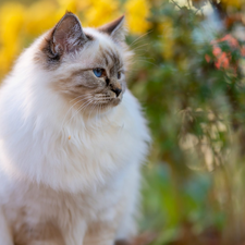 Eyes, Burmese Cat, Blue