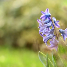 Colourfull Flowers, hyacinth, blue