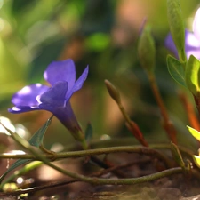 Colourfull Flowers, myrtle, blue