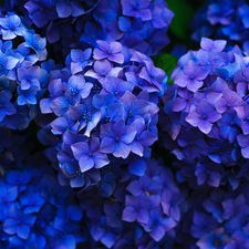 Blue, hydrangeas