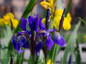 Irises, Flowers, Deep Blue