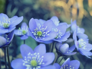 Blue, Flowers, Liverworts