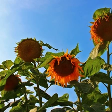 Sky, Nice sunflowers, blue