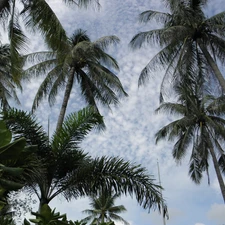 Palms, tle, blue, an
