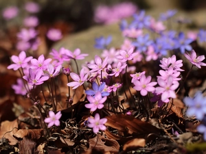 Pink, Liverworts, Flowers, Blue