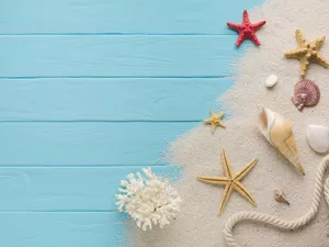 starfish, Sand, boarding, Blue, line, Shells