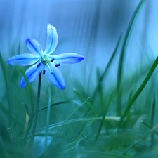 Colourfull Flowers, Siberian squill, blue