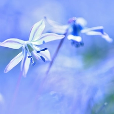 Colourfull Flowers, Siberian squill, blue