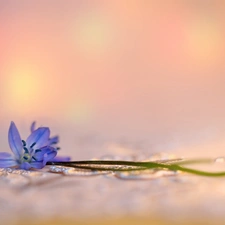 Colourfull Flowers, Siberian squill, blue