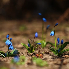 Flowers, Siberian squill, Blue