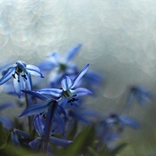 Flowers, Siberian squill, Blue