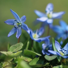 Flowers, Siberian squill, Blue