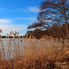 viewes, Cane, blue, Sky, lake, trees