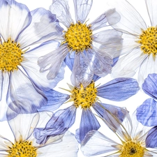 White, Flowers, Cosmos, Blue