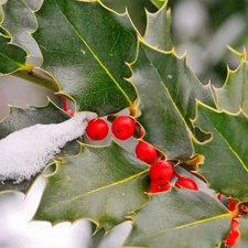 Red, twig, Leaf, Kalina, winter, blueberries, snow