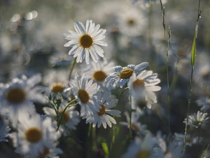 blur, Flowers, camomiles