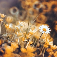 fig buttercup, daisies, blur