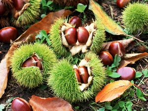 chestnuts, Leaf, blur, husks