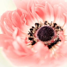 blur, anemone, Close