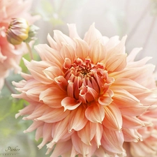 blur, Flowers, dahlias