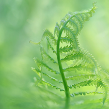 blur, leaf, Fern