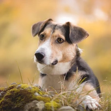 blur, dog, grass