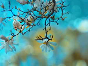 Blue, background, Bokeh, blur, Star Magnolia