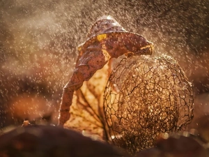 blur, leaf, physalis