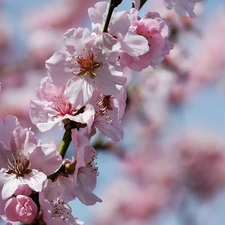 Flowers, blur, twig, cherry, Spring
