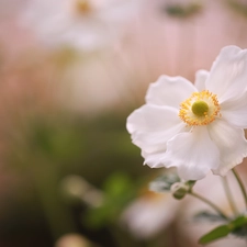 White, Colourfull Flowers, blurry background, anemone