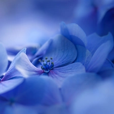 Blue, hydrangea, blurry background, Flowers
