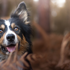 dog, Plants, blurry background, Border Collie