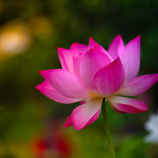 Colourfull Flowers, Pink, blurry background, lotus