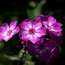 Colourfull Flowers, phlox, blurry background, Pink