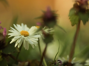 daisy, Colourfull Flowers, blurry background, White